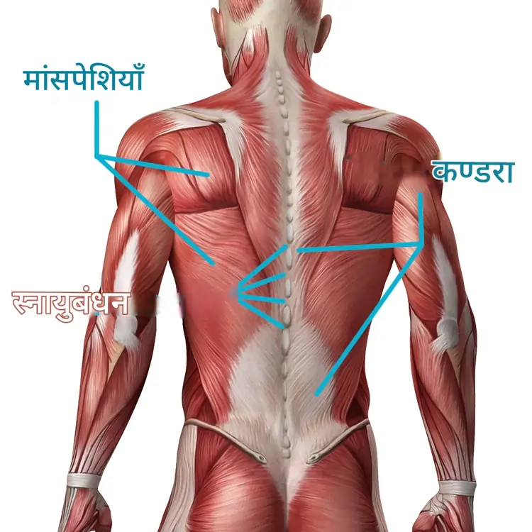 मांसपेशियों का दर्द कितने दिन में ठीक होता है