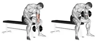 कंसंट्रेशन कर्ल (Concentration Curls - बैठकर कोहनी टिकाकर बाइसेप्स