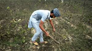 कपास और मूंगफली के किसानों के लिए खेत में झुककर काम करने के बाद स्पाइन एक्सटेंशन व्यायाम