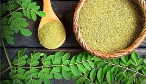 क्या 'सरगवा' (Moringa/Drumstick) का सेवन सच में ऑस्टियोआर्थराइटिस के दर्द में राहत देता है?