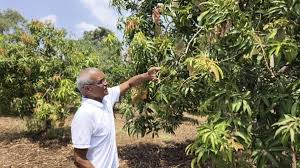 दक्षिण गुजरात के आम के बागानों में काम करने वाले किसानों की पीठ की चोटों का एर्गोनॉमिक समाधान