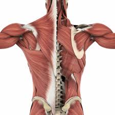 काइनेटिक चेन (Kinetic Chain) आपके टखने (Ankle) की गड़बड़ी से कंधे में दर्द कैसे पहुँचता है?