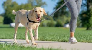 कुत्ते को घुमाना (Dog Walking) पालतू कुत्ते के अचानक पट्टा खींचने से कंधे के 'रोटेटर कफ' को कैसे बचाएं।