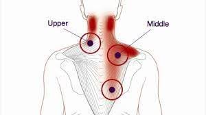 क्रोनिक स्ट्रेस और कॉर्टिसोल तनाव कैसे आपकी गर्दन (Trapezius) में 'ट्रिगर पॉइंट्स' (गांठें) बनाता है