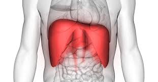 डायाफ्राम (Diaphragm) सांस लेने की मुख्य मांसपेशी और पीठ दर्द से इसका सीधा संबंध।