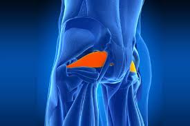 पिरिफोर्मिस (Piriformis) एक छोटी सी मांसपेशी जो पूरी तरह से साइटिका (Sciatica) के झूठे लक्षण पैदा कर सकती है।