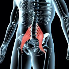 सोआस (Psoas) मसल'आत्मा की मांसपेशी' जो आपके कमर दर्द का सबसे बड़ा छिपा हुआ कारण हो सकती है।