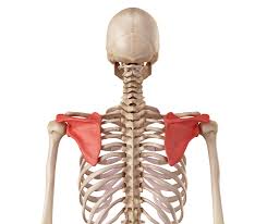 स्कैपुलर स्टेबिलाइजेशन कंधे के ब्लेड (Scapula) को मजबूत करके गर्दन का दर्द कैसे हमेशा के लिए दूर करें।