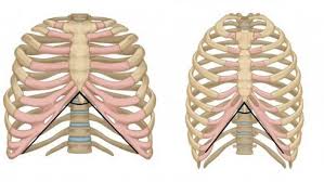 रिब फ्लेयर (Rib Flare) क्या सांस लेते समय या लेटते समय आपकी पसलियां बहुत ज्यादा बाहर आती हैं?