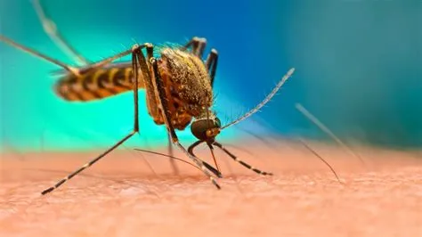 मलेरिया (Malaria)